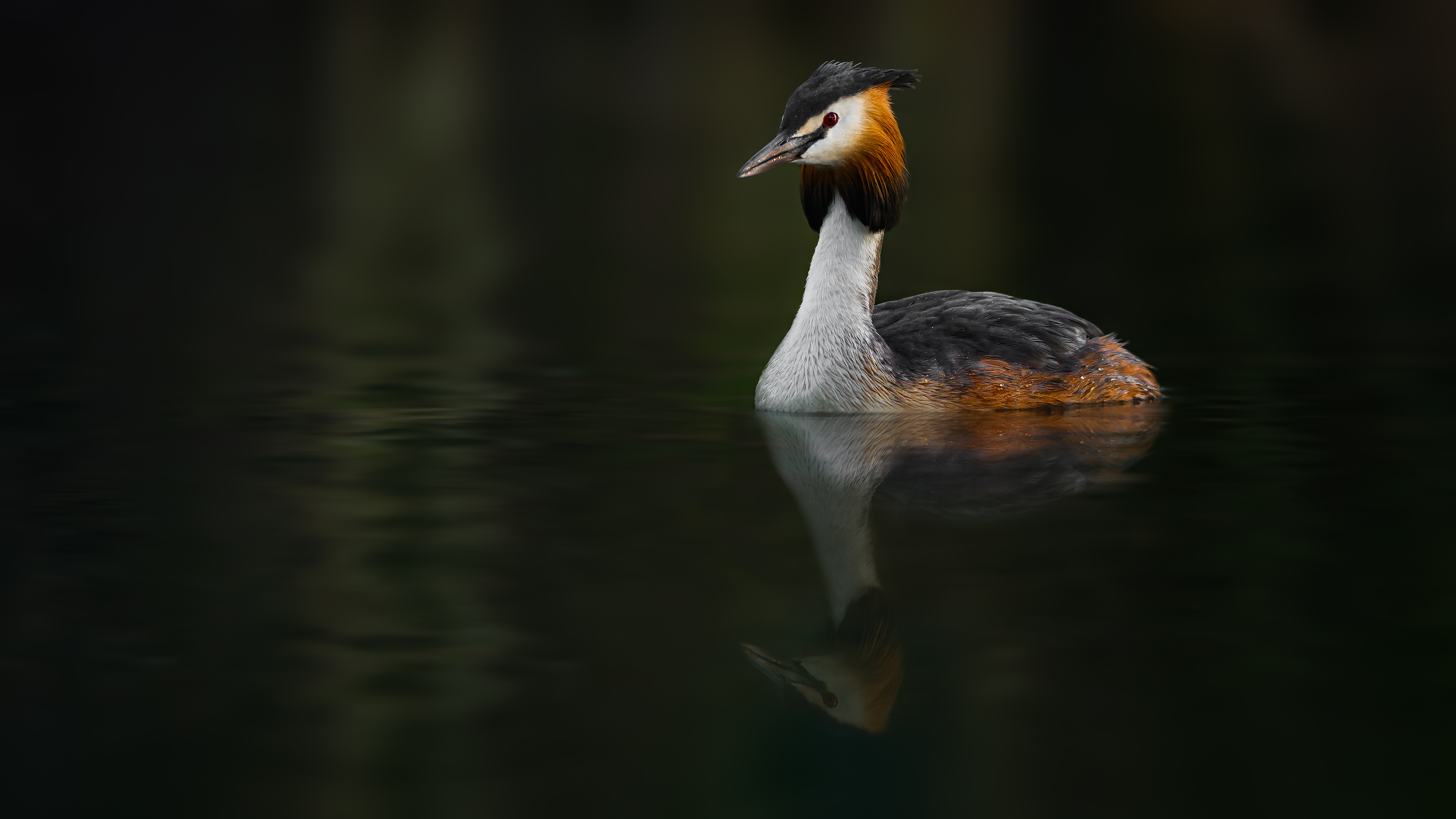 Grebe (28)
